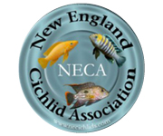 New England Cichlid Association